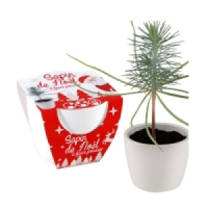 SÉlection Oxybul Sapin de Noël à faire pousser