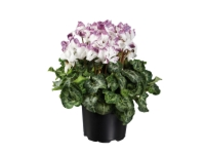 Mini Cyclamen Pailleté 2.99 €