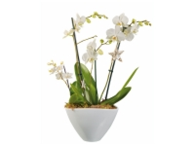 Composition orchidée « design » 13.99 €