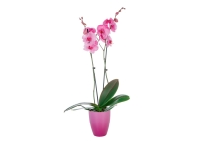Orchidée « Couleur » en pot céramique 13.99 €