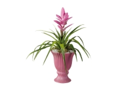 Lidl  Guzmania « Amphore »