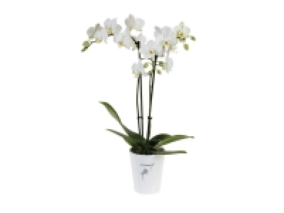 Orchidée 2 tiges en pot déco 6.99 €