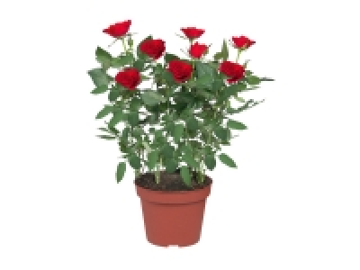 Rosier en pot