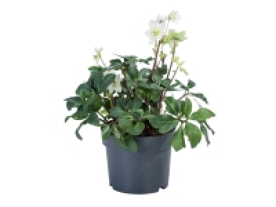 Rose de Noël «Helleborus» 5.99 €