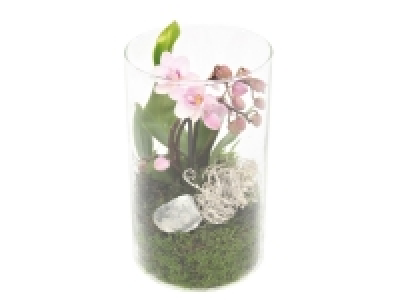 Lidl  Mon Jardin dorchidée en vase