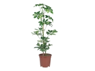 Plantes Vertes 5.99 €