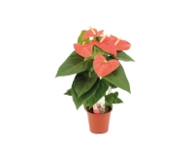 Lidl  Calathéa, Anthurium ou Calla