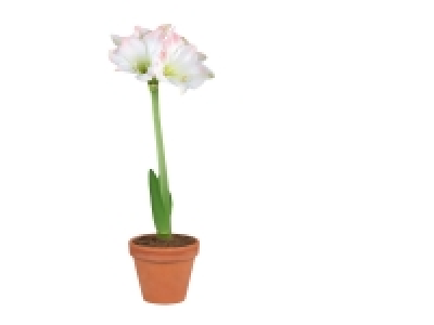 Amaryllis en pot Terracotta