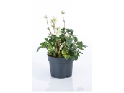 Rose de Noël « Helleborus » 5.99 €