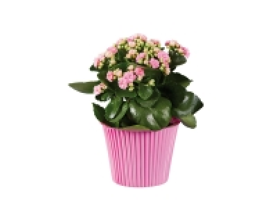 Kalanchoé en pot Couleur 2.29 €