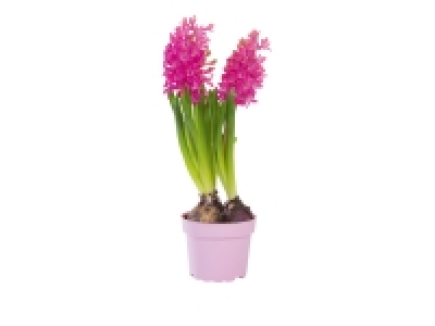 Bulbes dHiver en pot Couleur 1.60 €