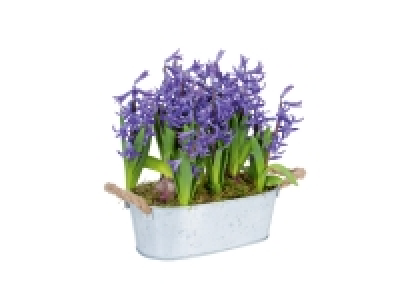 Lidl  Jardin de jacinthe en pot en zinc