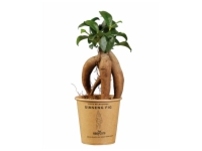 Plantes vertes ou grasses « collection »