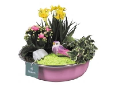 Lidl  Composition de bulbes fleuris