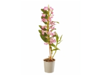 Lidl  Orchidées Mix