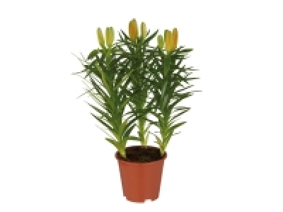 Lys asiatique 2.79 €