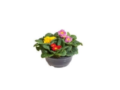 Primevère 3 couleurs en coupe 2.49 €