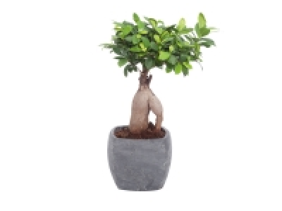 Ficus Ginseng en pot céramique 9.99 €