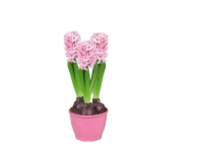 Coupe 3 jacinthes 1.64 €