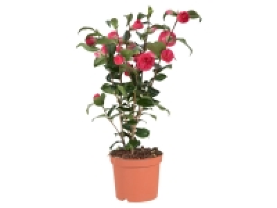Camélia 9.99 €