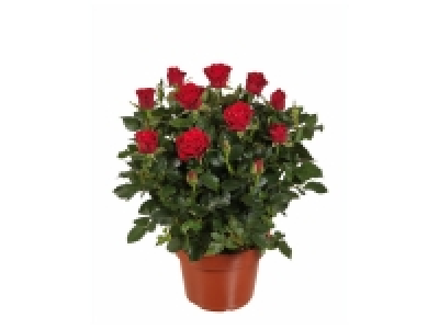 Rosier en pot 4.99 €