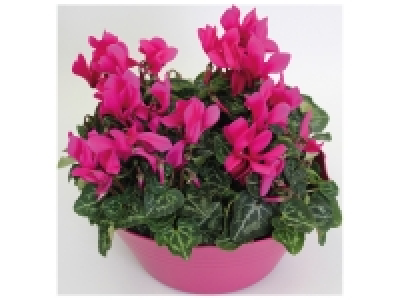 Cyclamen en coupe 5.99 €