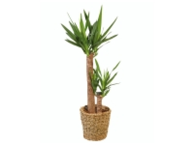 Lidl  Grande plante verte XXL