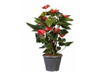 Anthurium 7.99 €