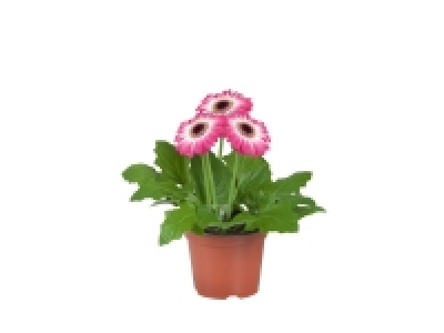 Gerbera 2.39 €
