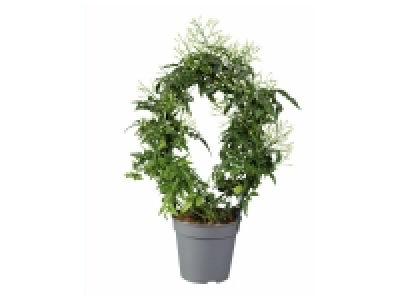 Lidl  Jasmin « parfumé » ou Stephanotis