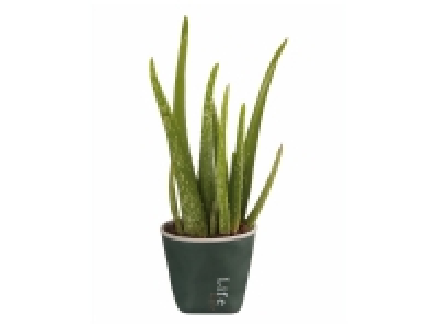 Aloé véra en pot déco céramique