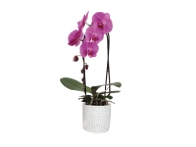 Orchidée cascade en pot béton