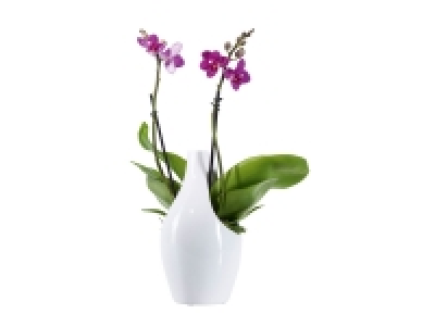 Orchid&eacute;e en pot c&eacute;ramique design 8.99&nbsp;&euro;