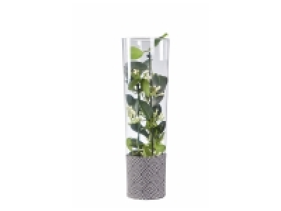 Stephanotis en vase déco 15.99 €