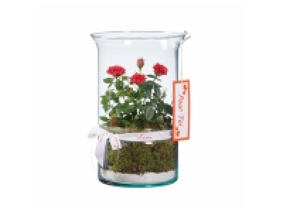 Rosier en vase Saint-Valentin 10.99 €