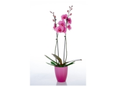 Orchidée couleur en pot céramique 14.99 €