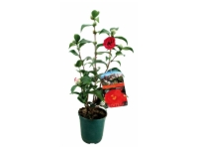 Camélia 6.99 €