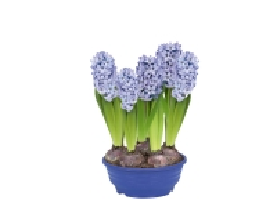 Coupe de jacinthes 2.99 €