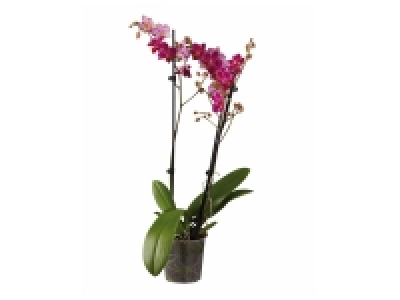 Orchidée 3 tiges 9.99 €