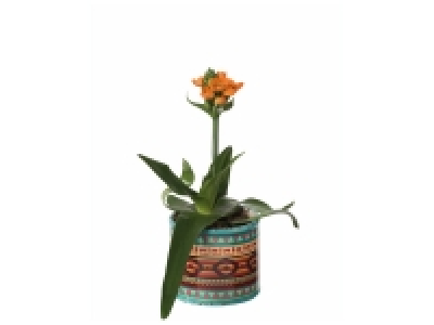 Ornitogalum en pot céramique