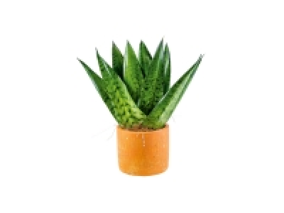 Mini plante en pot béton
