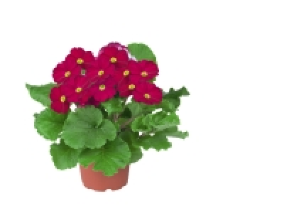 Primevère obconica 2.19 €