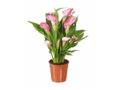 Lidl  Calla