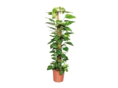 Grande plante verte 19.99 €