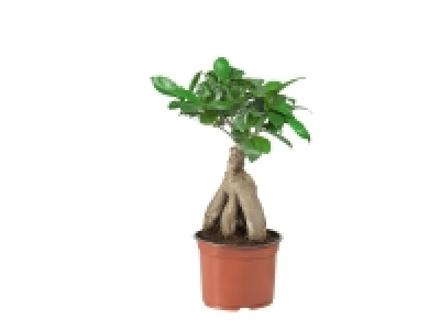 Lidl  Pachira ou Ficus Ginseng