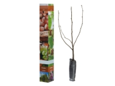 Arbustes fruits à coque 2.79 €