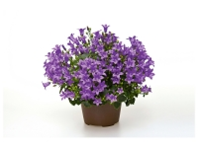 Campanule Get Mee 2.49 €