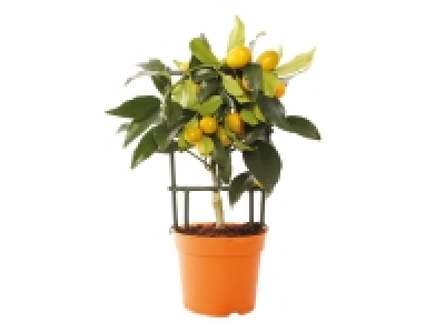 Lidl  Agrume en pot