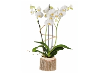 Orchidée en pot en bois éclairage Led 14.99 €