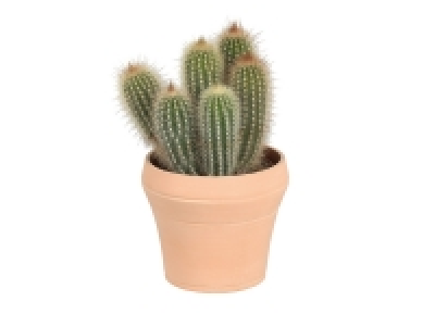 Cactus en pot céramique